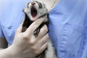 Ferret kiches i kaszel - czy jest powód paniki?